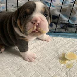 Bulldog and French Bulldog Puppies from Blues City Bulldogs