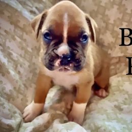 Boy 3 - Boxer puppy in Canterbury, Connecticut from Franklin’s Boxers