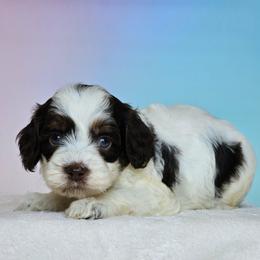 King - Brown white and tan male Cockapoo puppy in Louisburg, North Carolina from Raven Oak's Mini Cockapoos and Mini Dachshunds