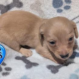 Zeus - Cream male Dachshund puppy in Winter Haven, Florida from Katrina's Punk Rock Dachshunds