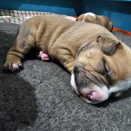 Boy 1 - Red male American Staffordshire Terrier puppy in Springfield, Illinois from Prairieland Kennels