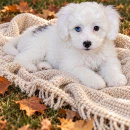 Sugar - Cream female Aussiedoodle puppy in Byron, Georgia from Southern Olive Doodles 🫒