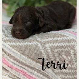 Terri - Chocolate female Australian Labradoodle puppy in Gladstone, Oregon from Beaver State Labradoodles