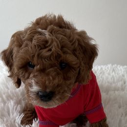 Boy 1 - Red  Poodle puppy in Celina, Texas from Duffey’s IncrediDoodles