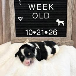 Joan - Black and white female Bernedoodle puppy in Sparrows Point, Maryland from Rosie’s Puppies