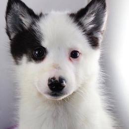 Pomsky Puppies from Angel's Creek Pomskies