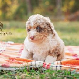 Aussiedoodle Puppies from Dani's Dandy Doodles