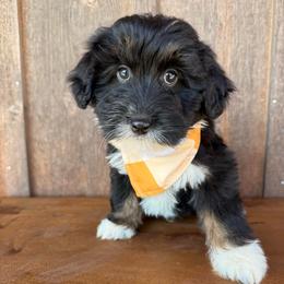 Arrow - Black tri-color male Aussiedoodle puppy in Eastland, Texas from H5 Mini Doodles
