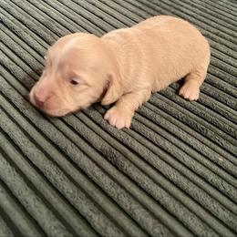 Ivory - Cream female Dachshund puppy in Williamsburg, Kentucky from Whispering Pine Dachshunds & Pomeranians