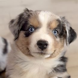 Australian Shepherd Puppies from Caramel Bliss Aussies - NJ NYC