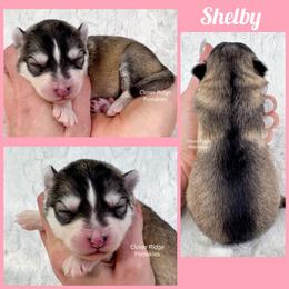 Shelby - Silver female Pomsky puppy in Sheffield, Iowa from Clover Ridge Pomskies