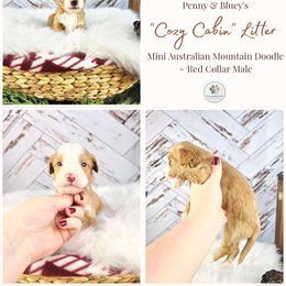 Moose - male Australian Mountain Doodle puppy in Grand Rapids, Michigan from The Kindred K9