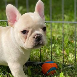 French Bulldogs from Far North Frenchies