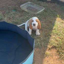 Basset Hound and Pembroke Welsh Corgi Puppies from Solo Spur Ranch