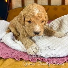 Fozzie - Red  male Goldendoodle puppy in Grove, Oklahoma from Guinn Family Farms
