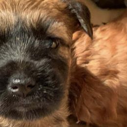 Soft Coated Wheaten Terriers from Rioga Wheatens