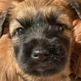 Soft Coated Wheaten Terriers from Rioga Wheatens