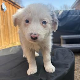 Phoenix - Blue merle female Border Collie puppy in Mckinney, Texas from Border Collies of Ruidoso
