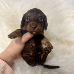 Boy 3 - Chocolate and tan male Dachshund puppy in Fredericksburg, Indiana from Blue River Mini Dachshunds