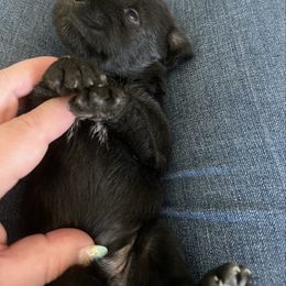 Nico - Black male Miniature Schnauzer puppy in Hull, Georgia from Ardent Miniature Schnauzers of Athens