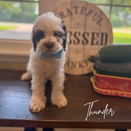 Thunder - Chocolate male Australian Labradoodle puppy in Anderson, Indiana from Walls Family Doodles