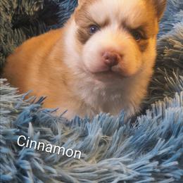 Cinnamon - Red and white male Pomsky puppy in Blackfoot, Idaho from Snake River Pomskys
