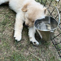 Golden Retriever Puppies from Ruff Life Goldens