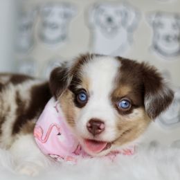 RMF - Red merle female Miniature Australian Shepherd puppy in Buchanan, Georgia from Stanleyville Farm Mini Aussies