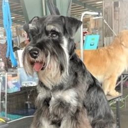 Asta - Miniature Schnauzer