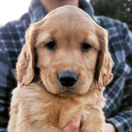 Golden Retriever Puppies from Emma's Golden Puppers