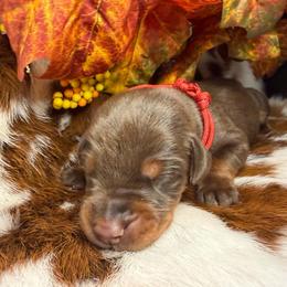 2 red - Red and rust female Doberman Pinscher puppy in Fraziers Bottom, West Virginia from Loyal Hearts Farm / RK's Dobermans