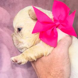 Bright Pink Bow - Cream female French Bulldog puppy in Hodges, South Carolina from Southern Standard Bulldogs