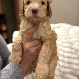 Acorn - Apricot male Goldendoodle puppy in Palmetto Bay, Florida from Simply Pawfect Doodles