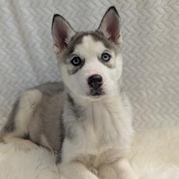 Willow - Gray and white female Siberian Husky puppy in Hebron, Kentucky from Glacier Run Huskies