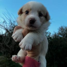 Albert - Red and white male Cardigan Welsh Corgi puppy in Pilot, Virginia from Castle KC  (Katie's Corgis)  - VKM Farmstead