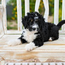 Aussiedoodle, Bernedoodle, Goldendoodle, and Irish Doodle Puppies from Sun Valley Goldendoodles