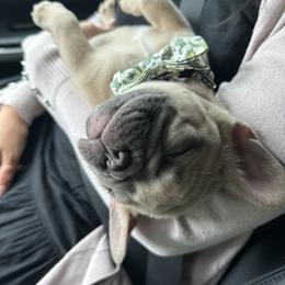 French Bulldog Puppies from River City Frenchies