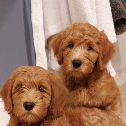 Goldendoodles from Millie’s Goldendoodles