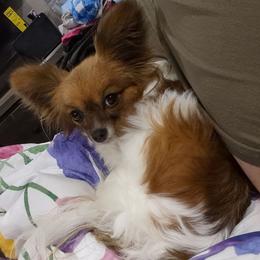 Mia - Papillon