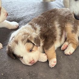 Girl 3 - Red merle female Miniature Australian Shepherd puppy in Pueblo, Colorado from Bear River Ranch LLC