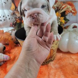 Bulldog and French Bulldog Puppies from Eclipse Bulldogs