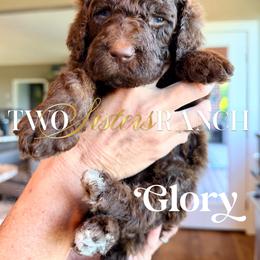Glory - female Newfypoo puppy in Jackson, Missouri from Two Sisters Ranch, LLC