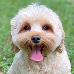 Chandler - Australian Labradoodle