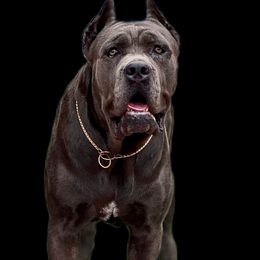 Stormie - Cane Corso