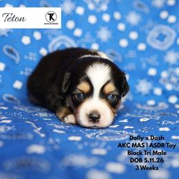 Teton -BTM2 - Black tri male Toy Australian Shepherd puppy in Nacogdoches, Texas from TK Standard, Mini, & Toy Aussies
