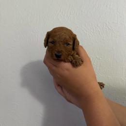 Stormie - Red  female Poodle puppy in Cypress, Texas from Misocutepoodles