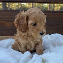 Quinn - Red female Cockapoo puppy in Ellaville Ga, Georgia from Lakeside Cockapoos
