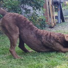 Chesapeake Bay Retriever Puppies from Madrona Chesapeake Bay Retrievers