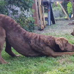 Chesapeake Bay Retriever Puppies from Madrona Chesapeake Bay Retrievers