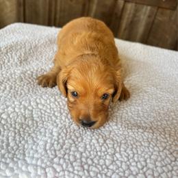 Girl 2 - Red female Dachshund puppy in Randolph, Mississippi from Barnes Family Kennel